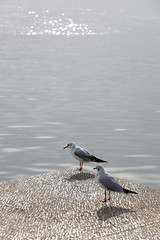 Two seagulls resting by the sea. Selective focus. 