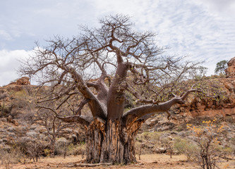 Baobab Tree
