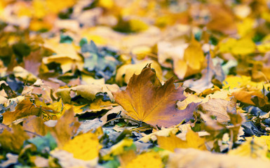 Fototapeta na wymiar Fallen maple leaves on the ground.