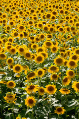 Field of Sunflowers on a sunny day