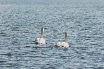 Pair Of White Swans Swimming On The Lake