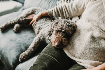 Obraz premium .Middle aged woman hugging and loving her sweet spanish water dog on the sofa of her home. Pet friendly. Lifestyle.