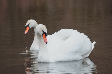Fototapeta premium Pair Of White Swans Swimming On The Lake