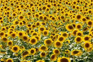Field of Sunflowers on a sunny day