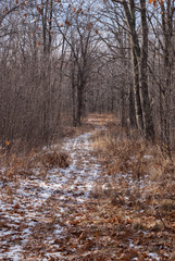 Snow covered path surrounded by trees through the woods in autumn in November