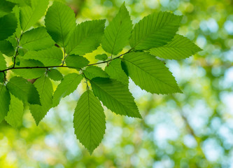green leaves on the green backgrounds
