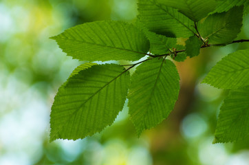 green leaves on the green backgrounds