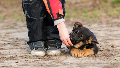 shepherd puppy in training