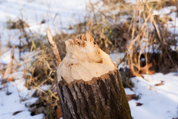 A stump in the woods that was cut off by a beaver