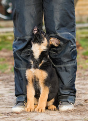 shepherd puppy in training