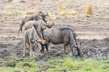 Blue Wildebeest