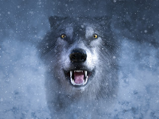 3D rendering of a grey wolf growling in snow. © Sarah Holmlund
