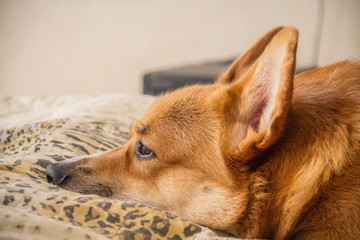 Welsh Corgi Pembroke