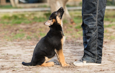 shepherd puppy in training