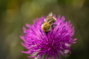bee flower