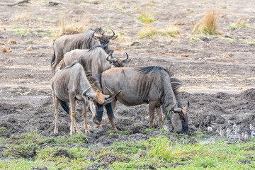 Blue Wildebeest