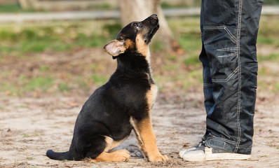 shepherd puppy in training