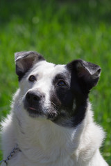 portrate of Fat white dog with black spot on face have fun in green grass meadow at sunny day closeup