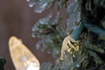 Christmas lights on iced green garland 
