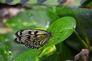 Green and brown tropical butterfly on leaf