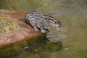 Fishing cat hunting and watching fish in water