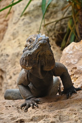 Close up portrait of rhinoceros iguana on rocks
