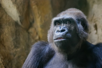 Gorilla Close Up Portrait