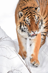 Close up portrait of Siberian tiger in winter snow