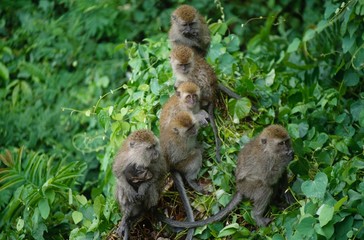 affenfamilie