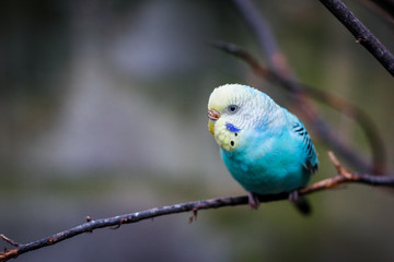 Blue and Yellow Parakeet Perched on a Branch