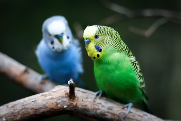 Two Parakeets Perching on a Branch