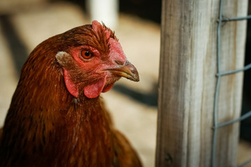 Red Chicken Close Up Portrait