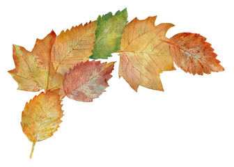 Composition with autumn leaves. Hand drawn watercolor painting on white background.