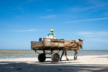 A mule pulls a wooden cart along the shore of a northeastern beach in Brazil