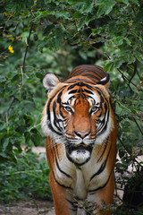 Close up front portrait of Indochinese tiger