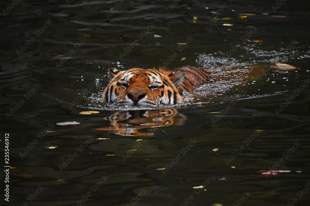 Wall mural Siberian Amur tiger swimming in water