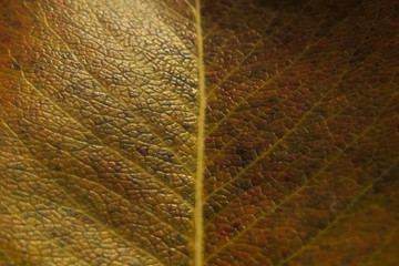 Autumn pear leaf - 235546919
