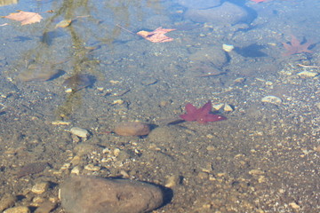 Red Leaf in Water