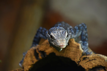 Close up portrait of blue spotted tree monitor