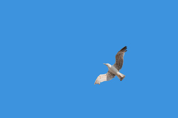 Close up one sea gull flying hovering in blue sky