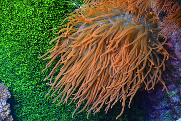 Obraz premium Close up pink sea anemones in water of aquarium