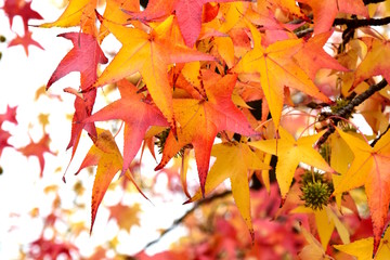 Buntes Herbstlaub - Amberbaum