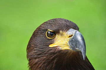 Close up front portrait of Golden eagle on green
