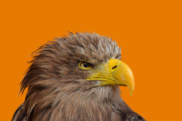 Naklejka premium Close up profile portrait of white tailed eagle