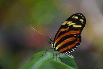 Fototapeta na wymiar Green and brown tropical butterfly on leaf