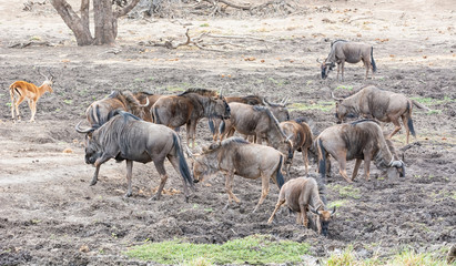 Blue Wildebeest