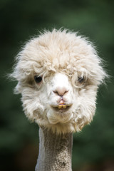 Funny fluffy white alpaca looking to camera in headshot