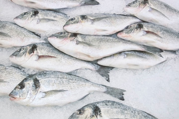 Fish the Gilthead on a counter in shop