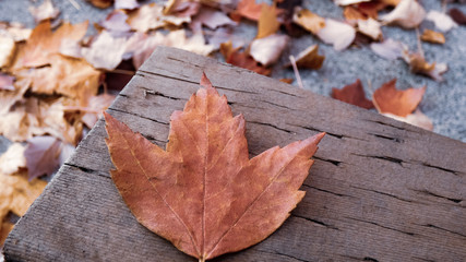 Autumn Leaves on Wooden Background