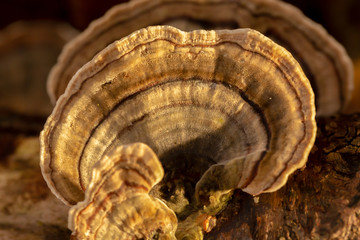 Mushroom fan